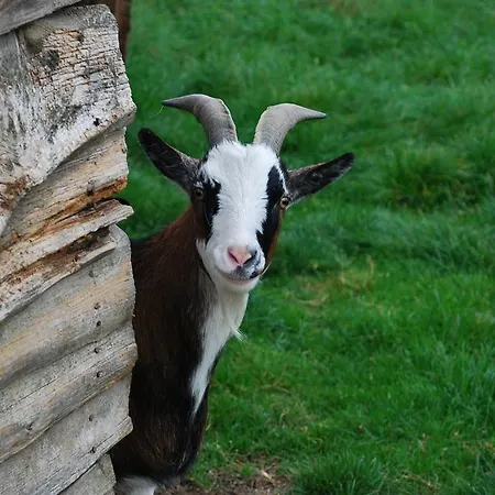 Апартаменты Landgasthaus Janshen Ellscheid
