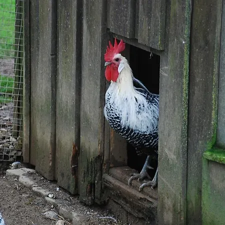 Landgasthaus Janshen Ellscheid