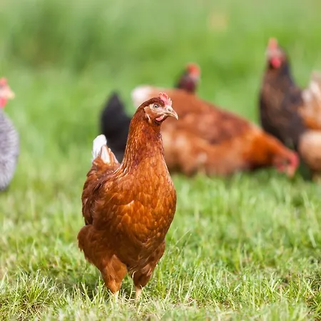 Διαμέρισμα Landgasthaus Janshen *