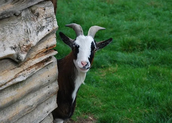 Appartement Landgasthaus Janshen Ellscheid