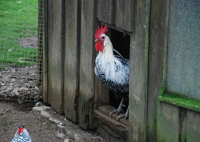 Landgasthaus Janshen Ellscheid