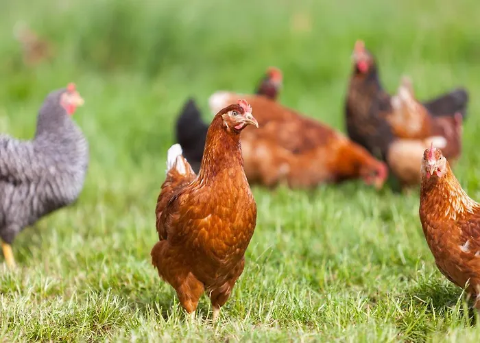 Appartement Landgasthaus Janshen *